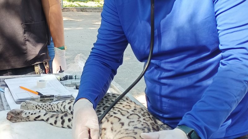 Realiza la UAT un estudio para la protección del ocelote en Tamaulipas