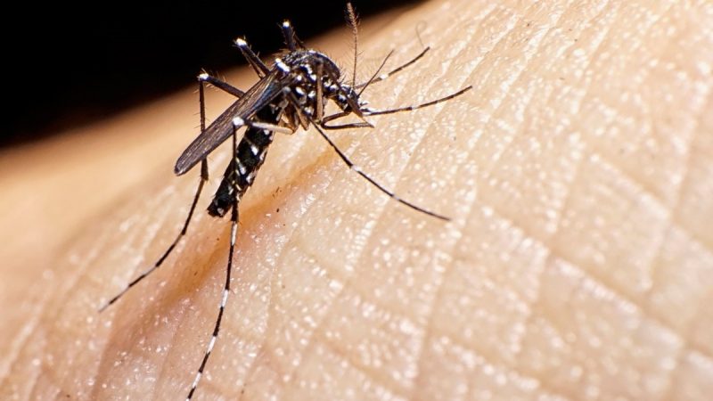 Prevención del Dengue: Medidas Clave para Evitar el Contagio
