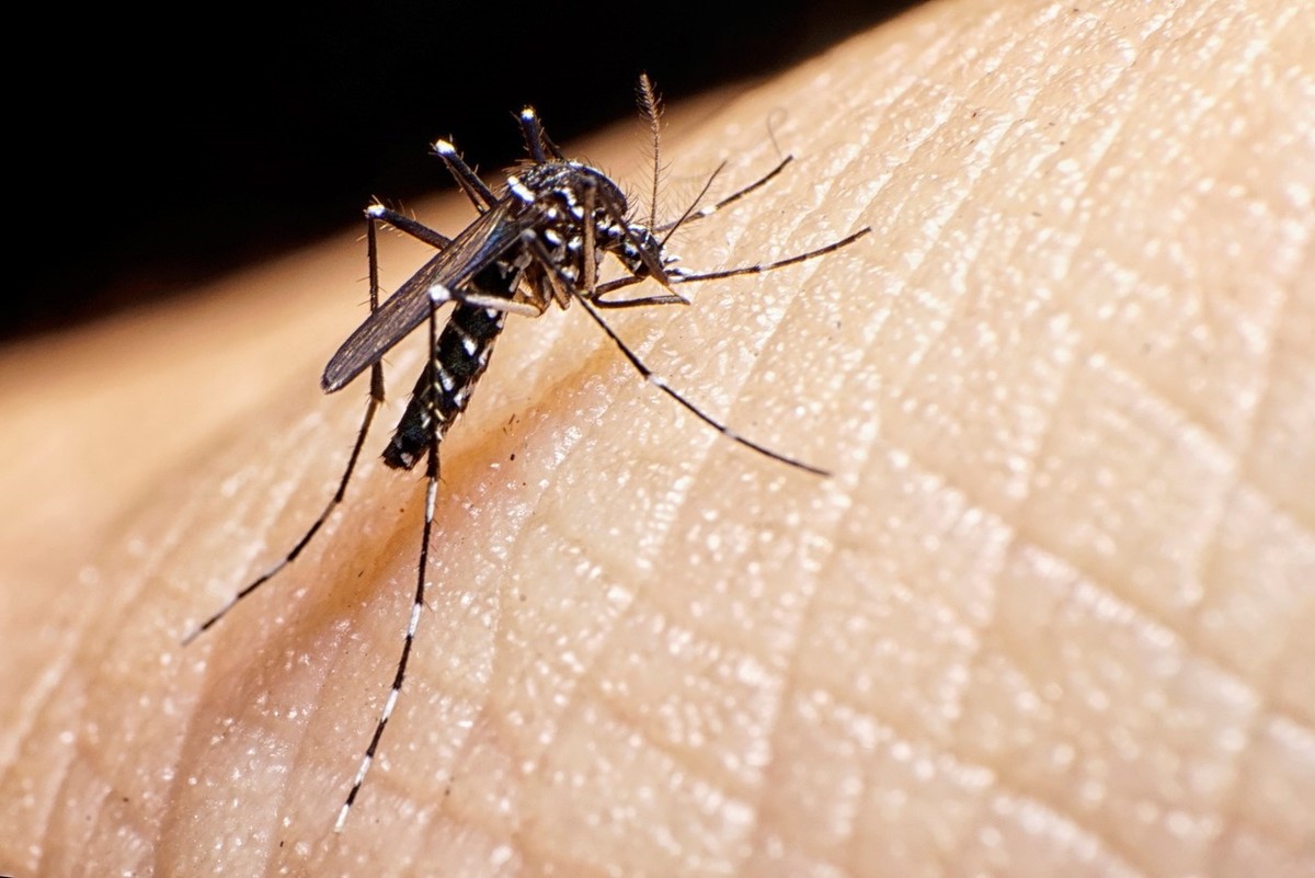 Prevención del Dengue: Medidas Clave para Evitar el Contagio