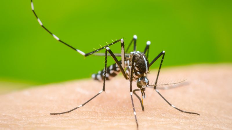 Secretaría de Salud de Tamaulipas Intensifica Campaña Contra el Dengue