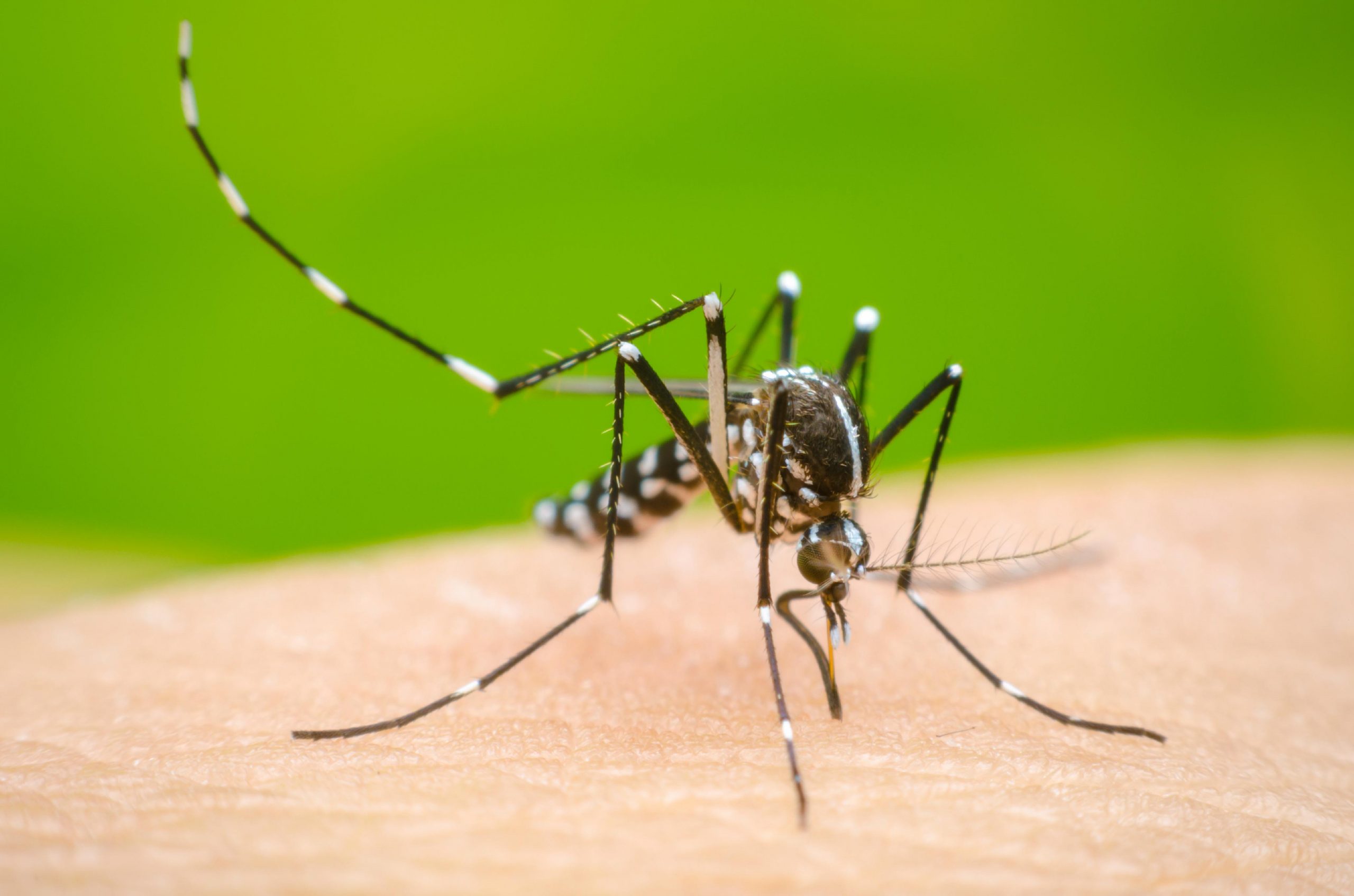 Secretaría de Salud de Tamaulipas Intensifica Campaña Contra el Dengue