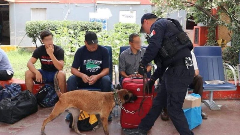 Celebran la Labor de Perros Policía en Tamaulipas