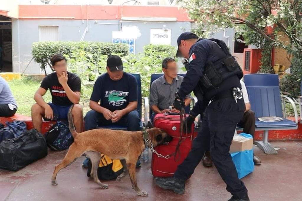 Celebran la Labor de Perros Policía en Tamaulipas