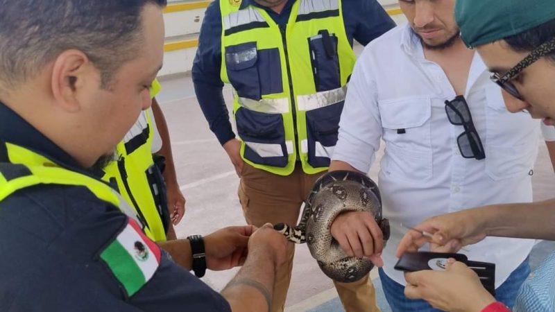 Protección Civil Tamaulipas Capacita a su Personal en Manejo de Reptiles