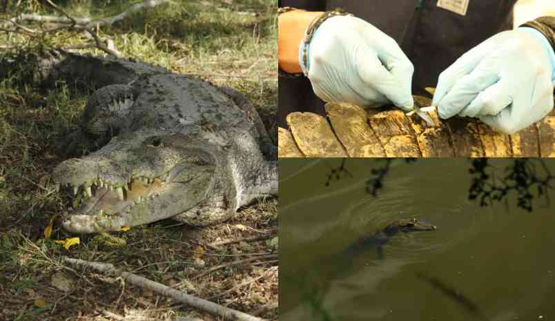 Implementan rastreo satelital para controlar población de cocodrilos en Tamaulipas