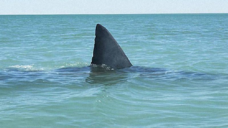 «🚨 ¡Alerta en las playas de Tamaulipas! 🏖️ Se detectan 5 tiburones cerca de la costa»