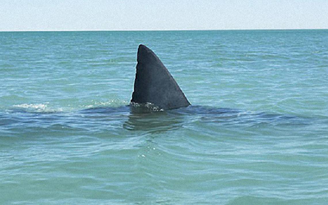 «🚨 ¡Alerta en las playas de Tamaulipas! 🏖️ Se detectan 5 tiburones cerca de la costa»