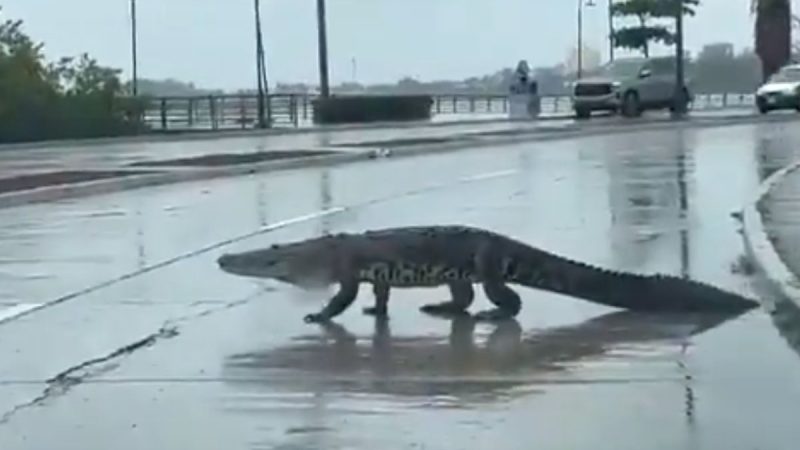 Cocodrilos en Tampico: Proponen Traslado a Monterrey para Controlar la Sobrepoblación
