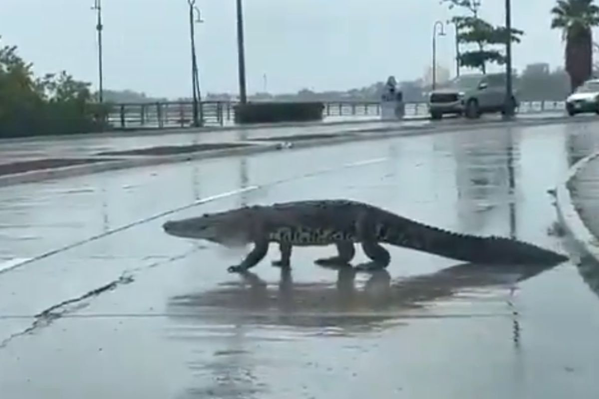 Cocodrilos en Tampico: Proponen Traslado a Monterrey para Controlar la Sobrepoblación