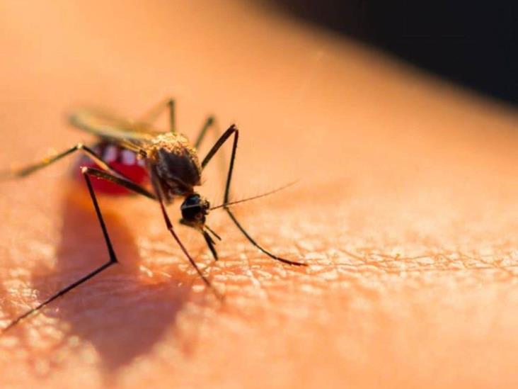 Dengue en Tamaulipas: Sin Alarma pero con Medidas Preventivas, Informa Secretario de Salud