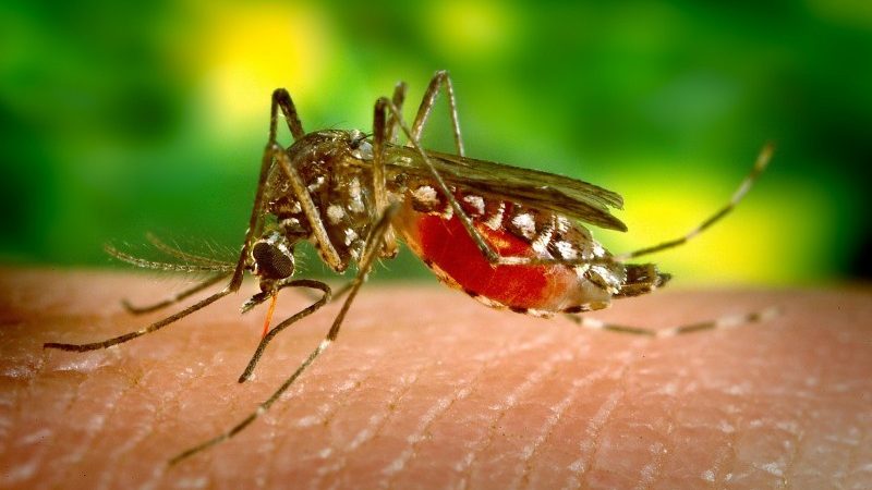 Alerta por Dengue en Tamaulipas: Tampico lidera casos en el sur del estado