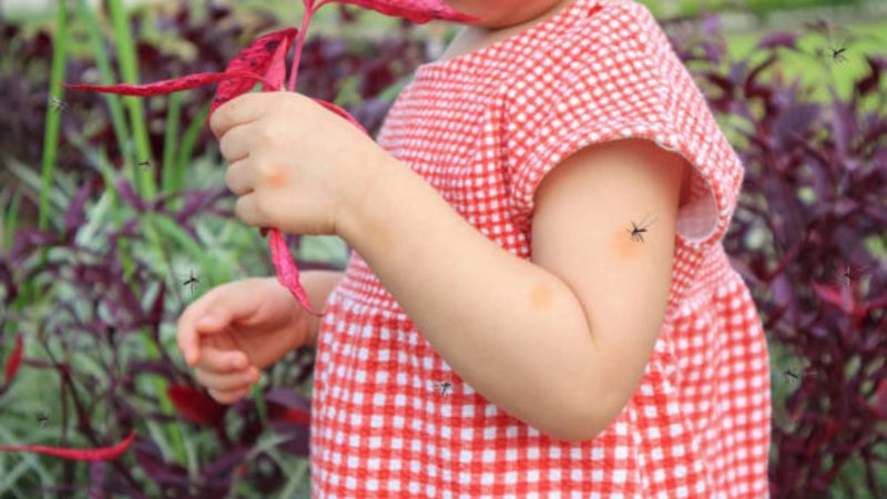 Dengue Afecta Principalmente a Menores: 60% de los Casos en Tamaulipas