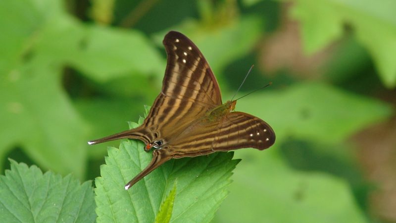 Registra la UAT 195 especies de mariposas en la Sierra Chiquita de Tamaulipas