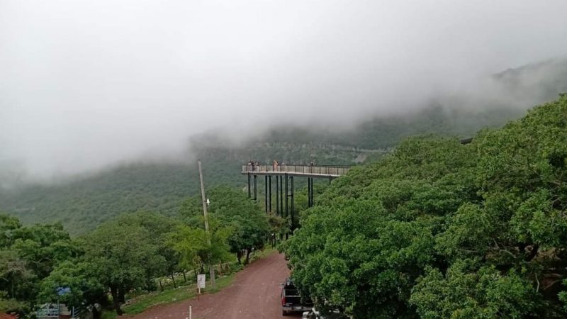 Reforestación de 5,000 Hectáreas en Tamaulipas para Recuperar Ecosistemas Afectados por Incendios