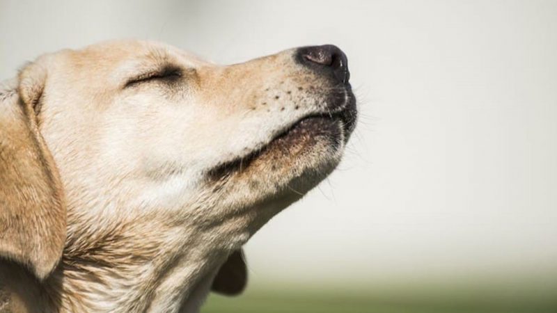 Los perros reaccionan negativamente al estrés humano, revela estudio