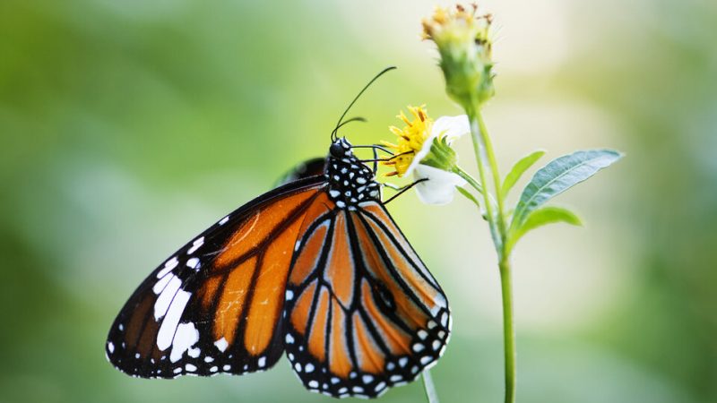 Mariposas de Tamaulipas: Guardianas de la Biodiversidad y su Papel en el Ecosistema