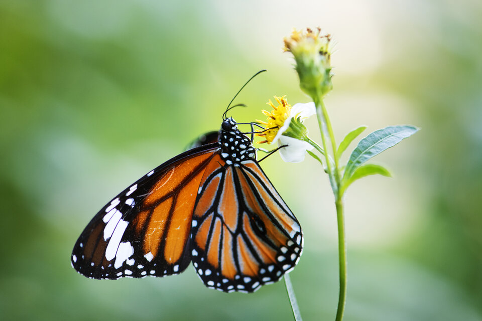 Mariposas de Tamaulipas: Guardianas de la Biodiversidad y su Papel en el Ecosistema