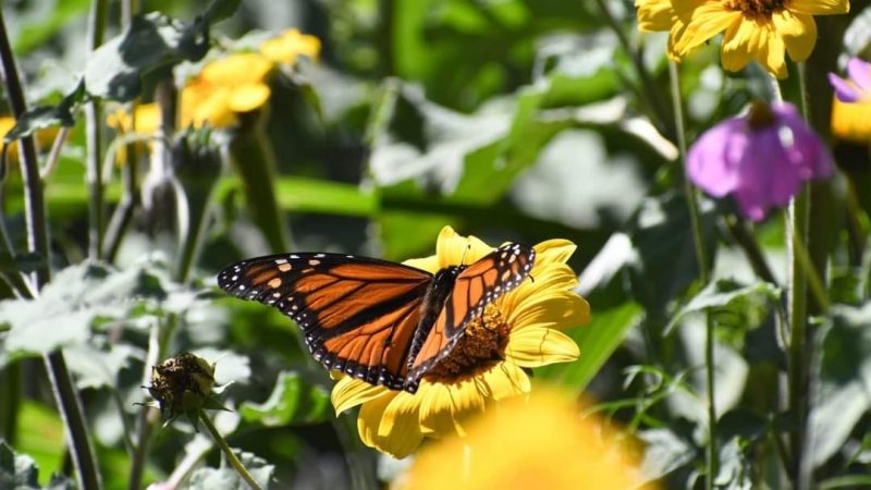 Tamaulipas Destinará Recursos para la Conservación del Hábitat de la Mariposa Monarca