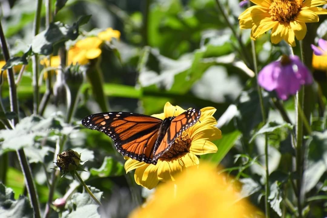 Tamaulipas Destinará Recursos para la Conservación del Hábitat de la Mariposa Monarca