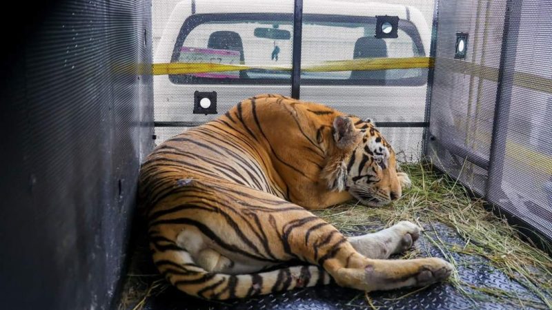 El Tigre Tony Llega al Zoológico de Tamatán Tras Escaparse en Reynosa