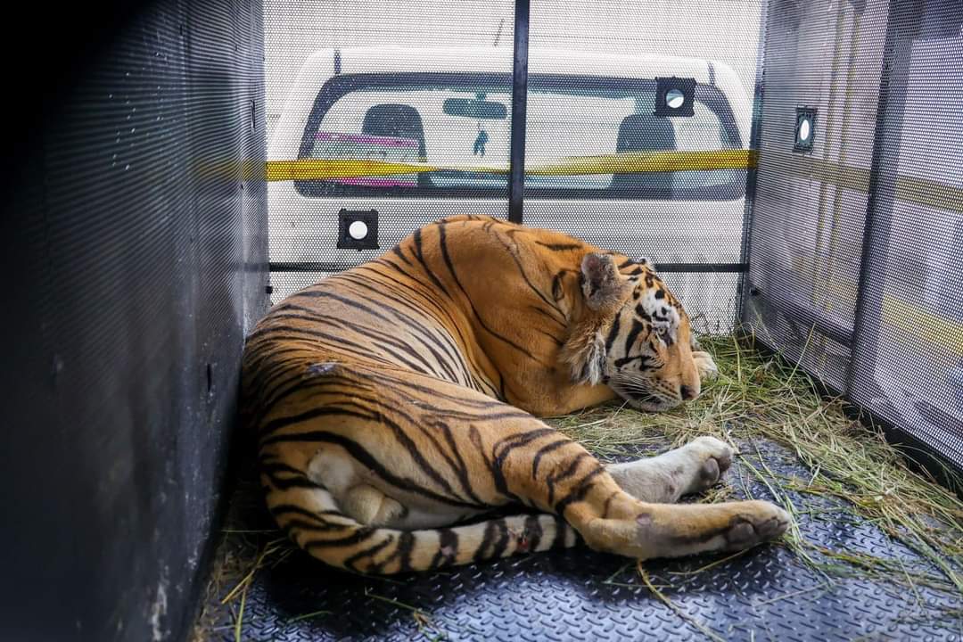 El Tigre Tony Llega al Zoológico de Tamatán Tras Escaparse en Reynosa