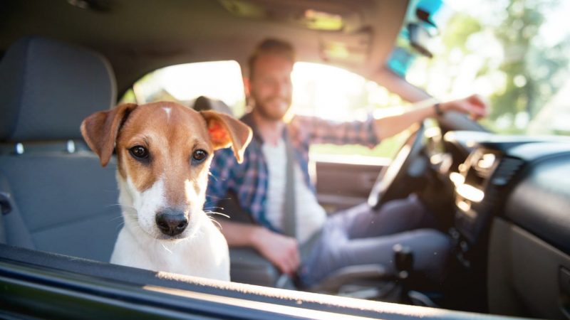 Transporta a tu Mascota con Seguridad: Evita Multas en Tamaulipas
