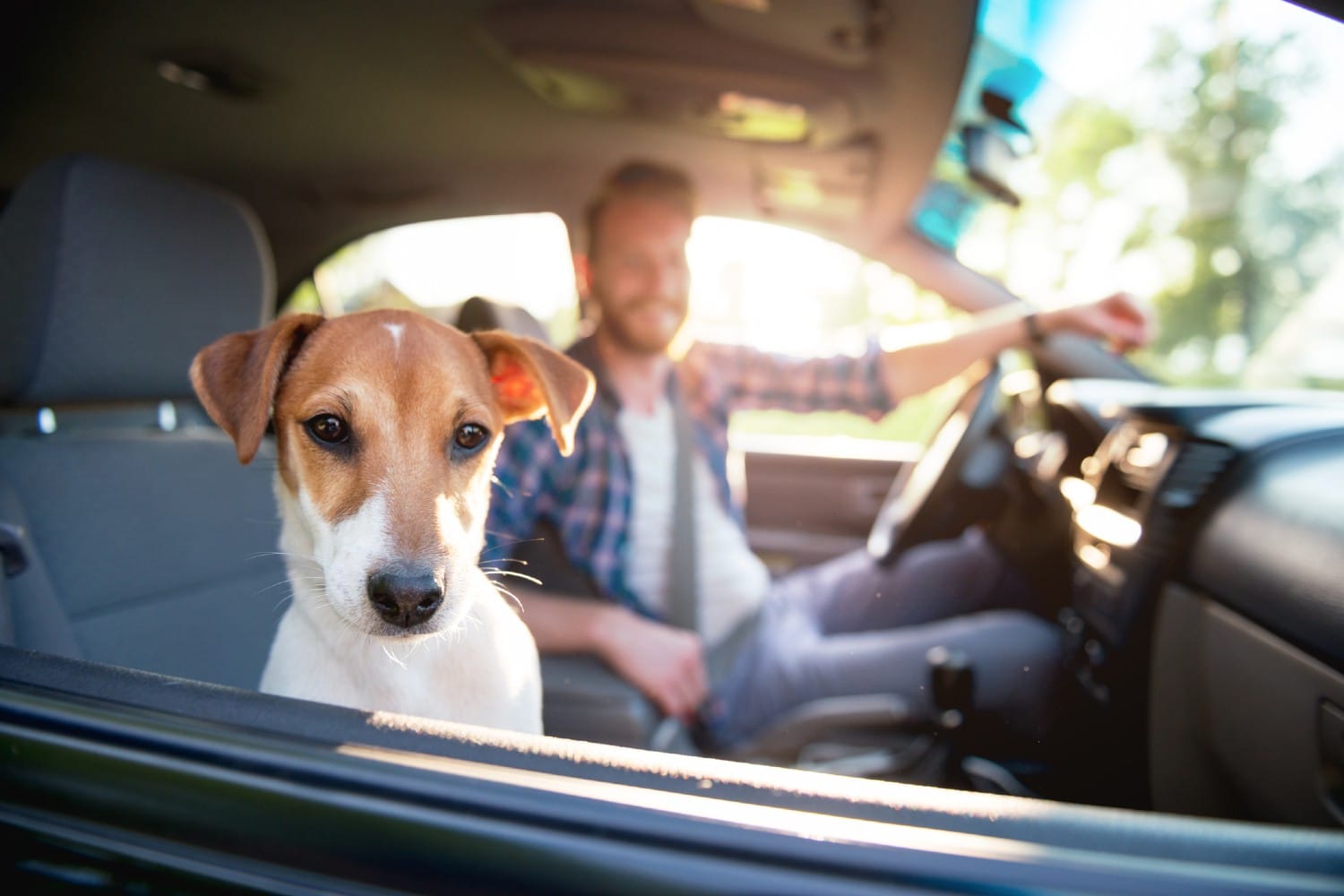 Transporta a tu Mascota con Seguridad: Evita Multas en Tamaulipas