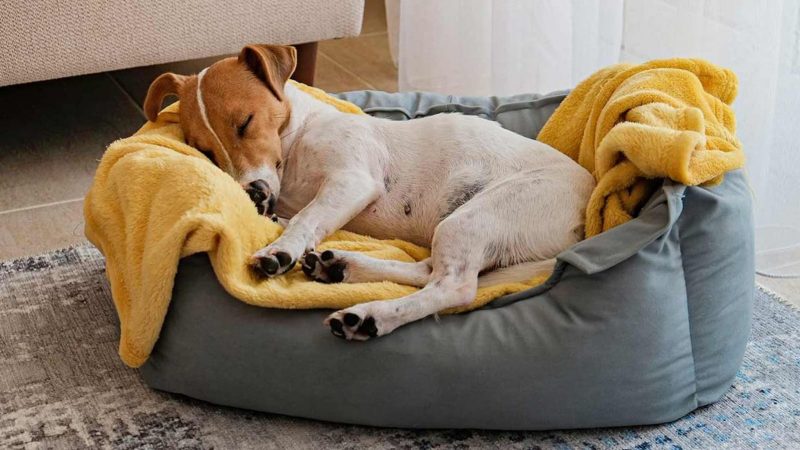 Investigación del MIT revela que los perros sueñan con experiencias cotidianas y personas cercanas
