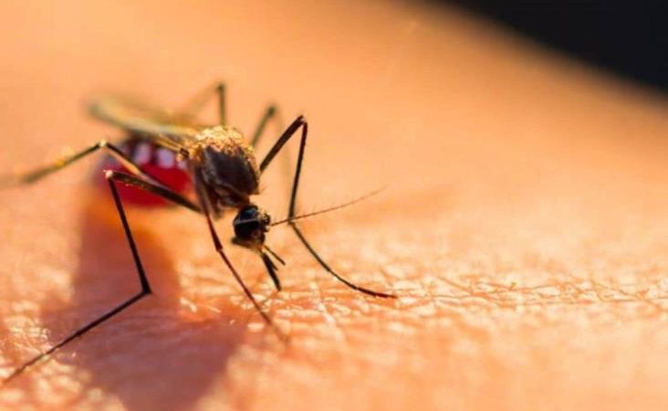 Ciudad Victoria supera a Tampico como el municipio con más casos de dengue en Tamaulipas