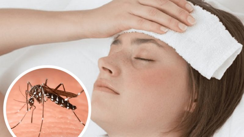 Tres Muertes en Tamaulipas Posiblemente Vinculadas al Dengue: Salud Investiga Causas
