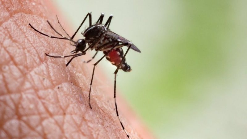 Dengue en México: Más de 59,000 Casos y 146 Muertes Reportadas Hasta Septiembre
