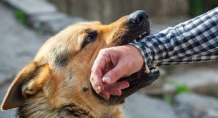 Tamaulipas Intensifica Vacunación Antirrábica Tras 180 Tratamientos por Mordeduras de Mascotas