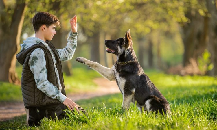 Estudio revela que los perros comprenden y responden a palabras específicas mediante botones de sonido