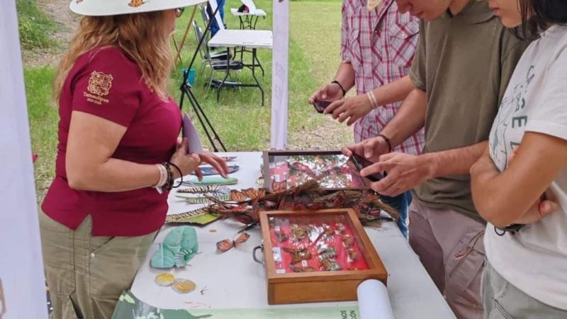 Invitan al Festival de la Mariposa Monarca en la Biósfera El Cielo para Conmemorar su Migración