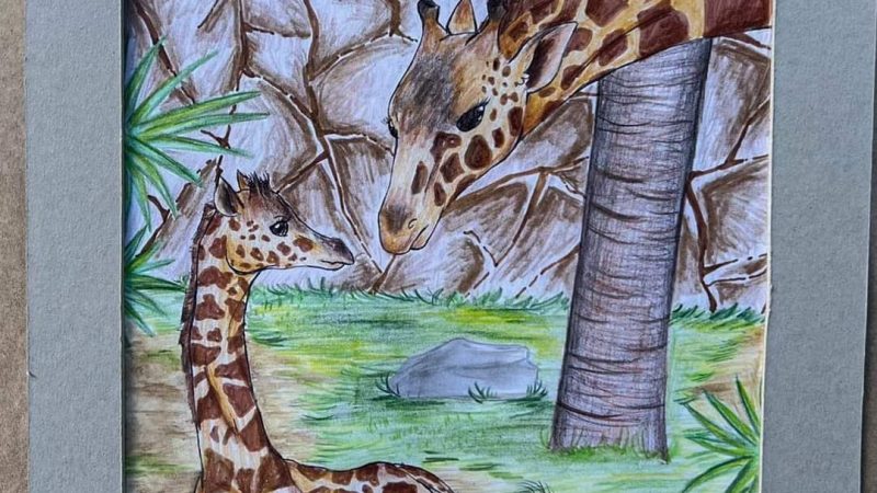 «Asani», el Nombre Elegido para la Jirafa del Zoológico Tamatán tras Concurso Estatal