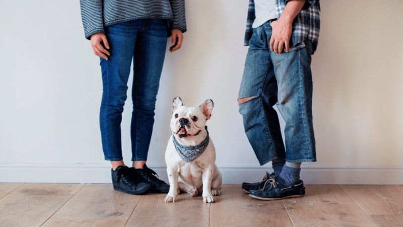 Presentan Iniciativa para Regular la Custodia de Mascotas en Procesos de Divorcio
