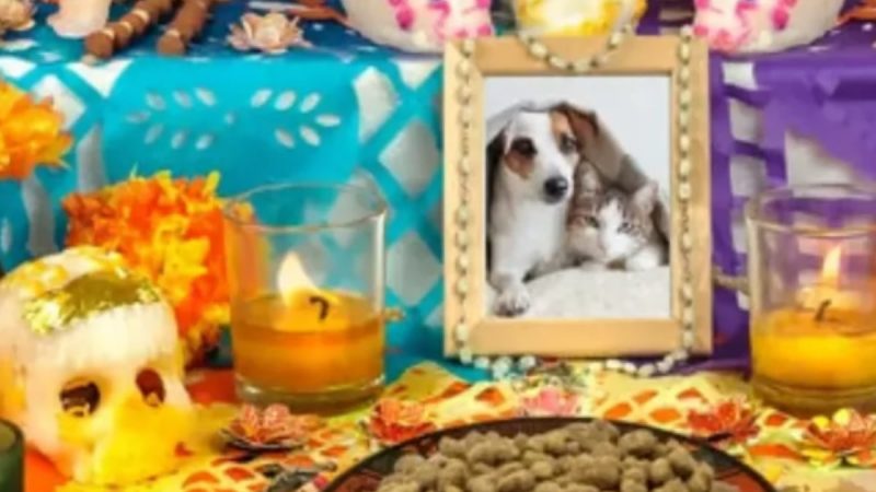 ¡Honra a tus mascotas! Esta es la fecha exacta para ponerles una ofrenda en Día de Muertos