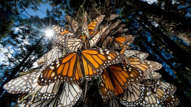 Invitan a Ciudadanos de Tamaulipas a Colaborar en el Monitoreo y Conservación de la Mariposa Monarca