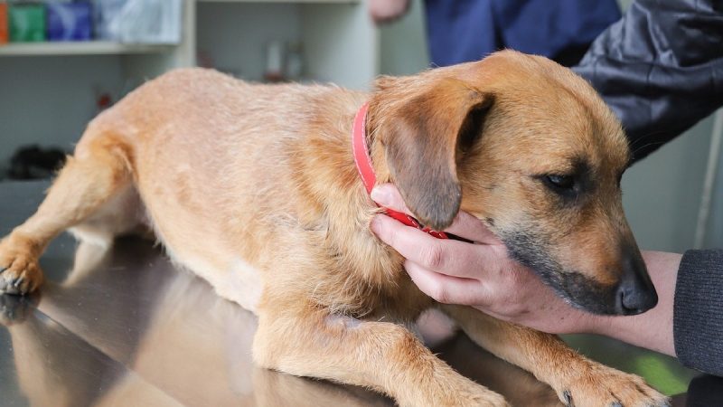 México consolida su estatus como país libre de rabia humana transmitida por perros
