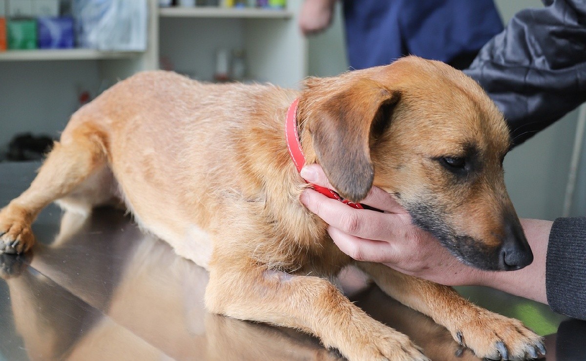 México consolida su estatus como país libre de rabia humana transmitida por perros