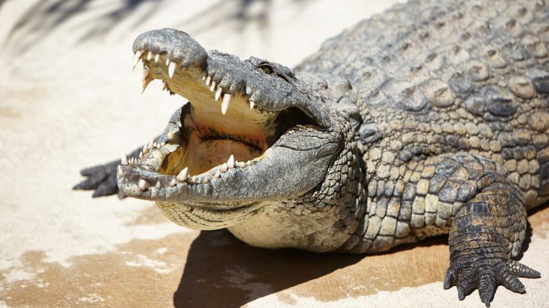 Tampico será sede del Congreso Nacional de SOS Cocodrilo en 2025 para fortalecer estrategias de captura de saurios
