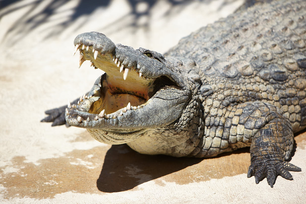 Tampico será sede del Congreso Nacional de SOS Cocodrilo en 2025 para fortalecer estrategias de captura de saurios