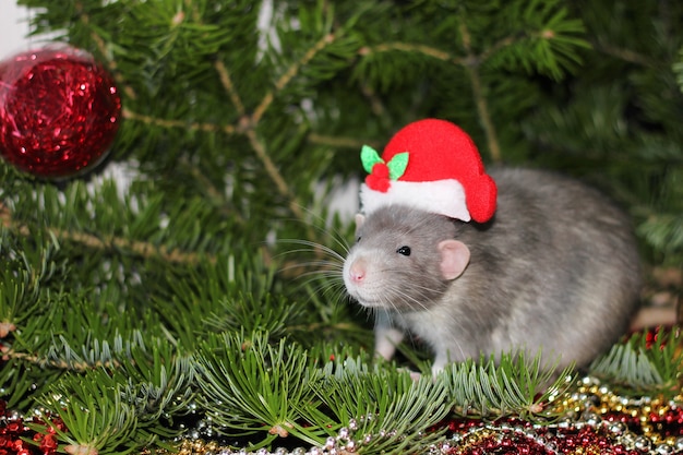 Cómo evitar la invasión de ratas en invierno: Consejos para proteger tu hogar