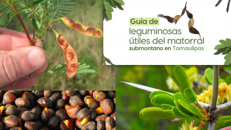 La UAT invita a conocer más sobre las leguminosas y su aprovechamiento