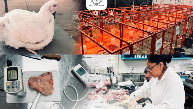 Producirá la UAT pollos de engorda con mayor calidad nutritiva y saludable