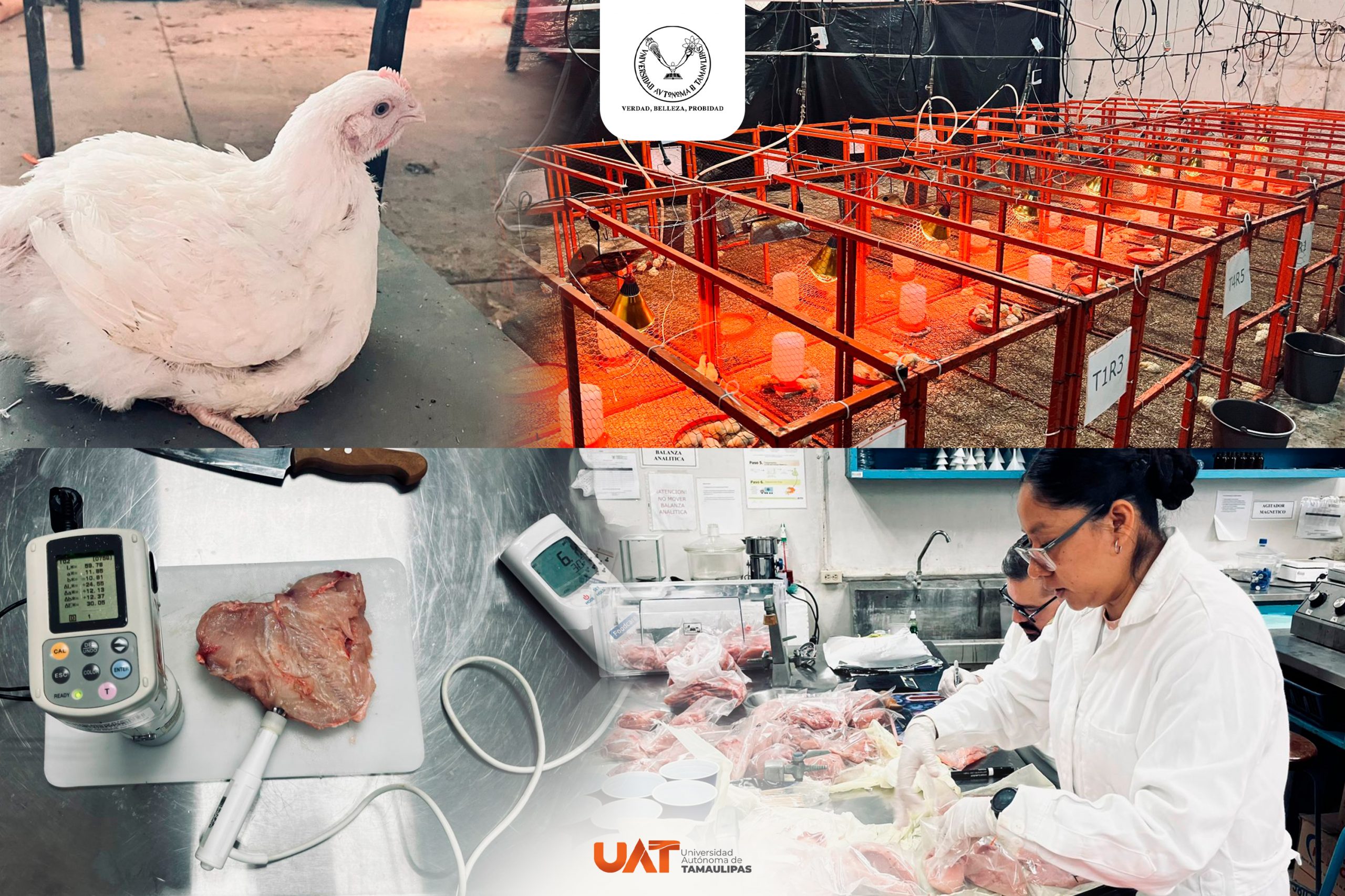 Producirá la UAT pollos de engorda con mayor calidad nutritiva y saludable