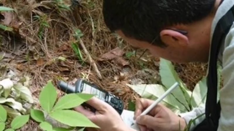 Busca la UAT conservar bosques de encino con tecnología geoespacial