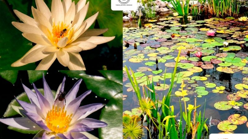 Colabora UAT en la conservación de humedales y ecosistemas acuáticos